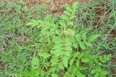 Indigofera astragalina